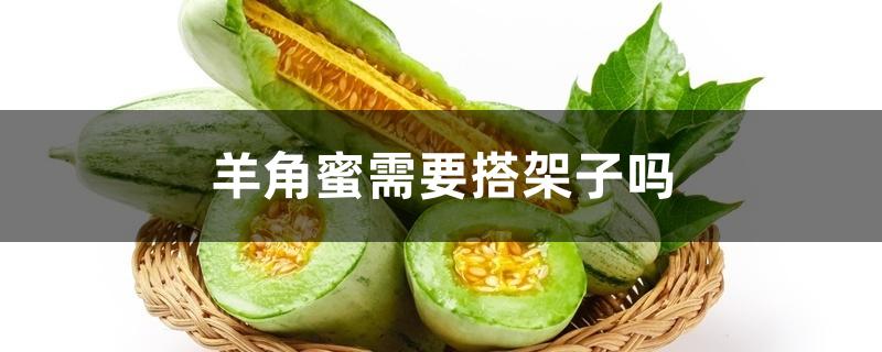 羊角蜜需要搭架子吗 羊角蜜需要搭架子吗