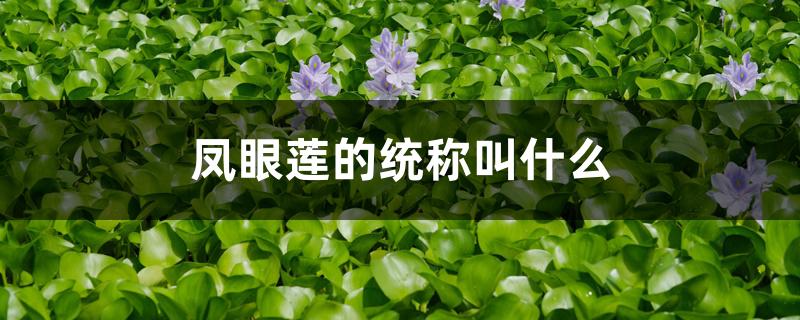 凤眼莲的统称叫什么 凤眼莲的统称叫什么