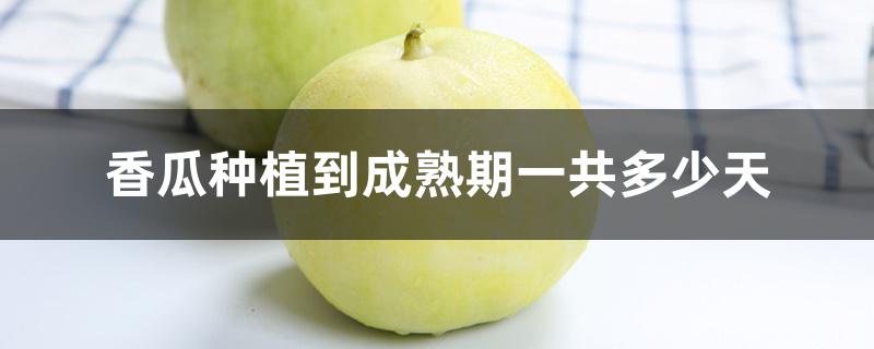 香瓜种植到成熟期一共多少天 香瓜种植到成熟期一共多少天