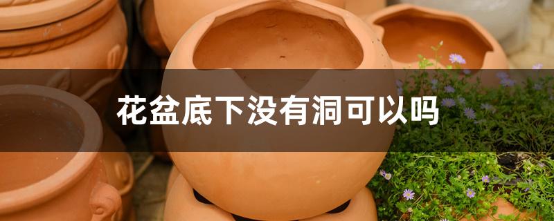 花盆底下没有洞可以吗 花盆底下没有洞可以吗