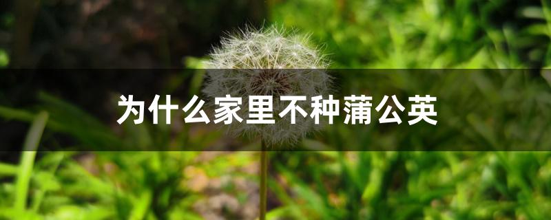 为什么家里不种蒲公英