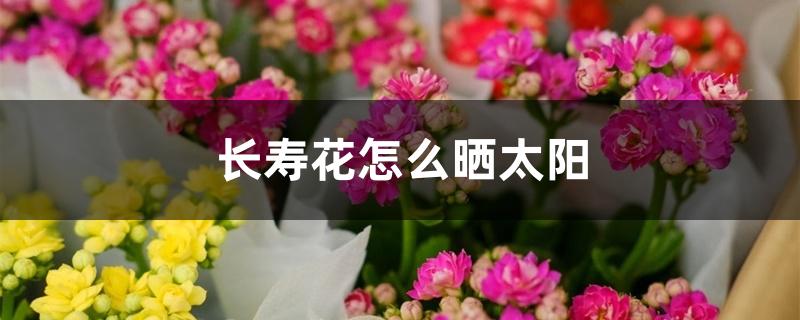 长寿花怎么晒太阳 长寿花怎么晒太阳