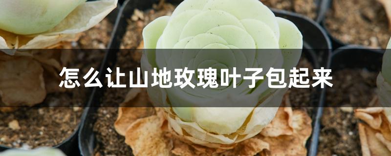怎么让山地玫瑰叶子包起来 怎么让山地玫瑰叶子包起来