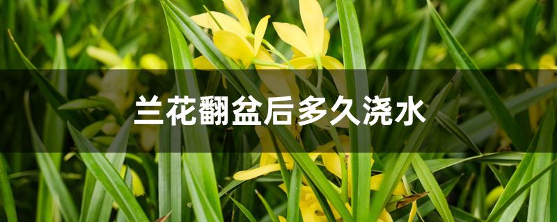 兰花翻盆后多久浇水 兰花翻盆后多久浇水
