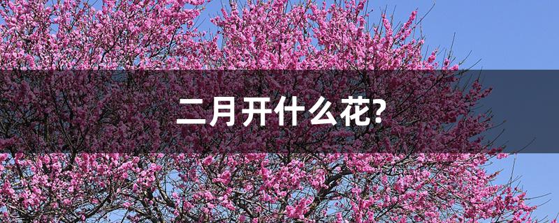 二月开什么花?