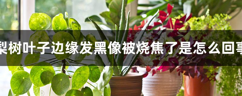 梨树叶子边缘发黑像被烧焦了是怎么回事 梨树叶子边缘发黑像被烧焦了是怎么回事