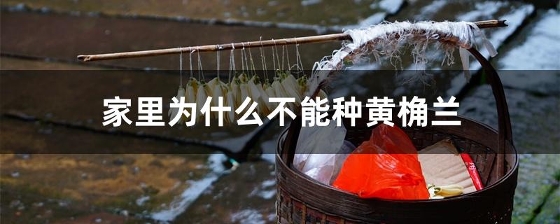 家里为什么不能种黄桷兰 家里为什么不能种黄桷兰