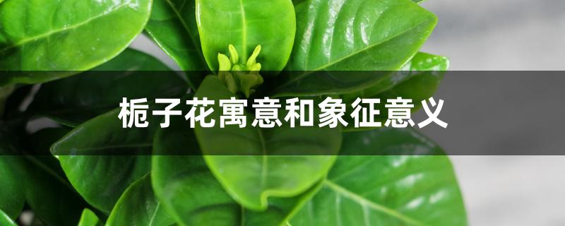 栀子花寓意和象征意义 栀子花寓意和象征意义