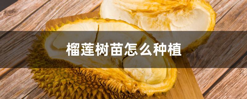 榴莲树苗怎么种植 榴莲树苗怎么种植