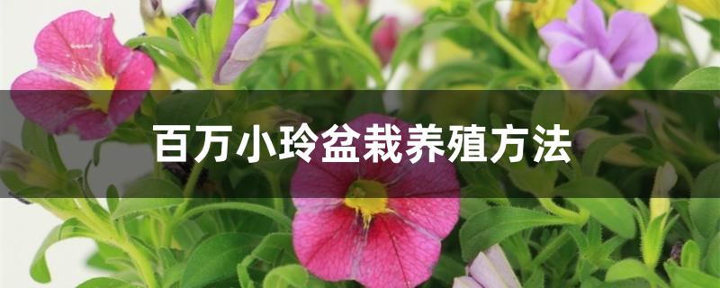 百万小铃盆栽养殖方法 百万小铃盆栽养殖方法