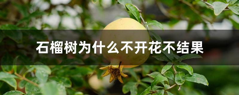 石榴树为什么不开花不结果 石榴树为什么不开花不结果