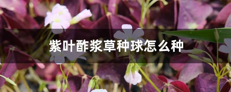紫叶酢浆草种球怎么种 紫叶酢浆草种球怎么种