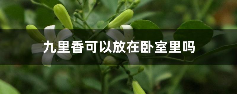 九里香可以放在卧室里吗 九里香可以放在卧室里吗