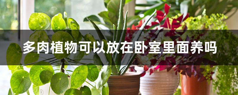多肉植物可以放在卧室里面养吗 多肉植物可以放在卧室里面养吗