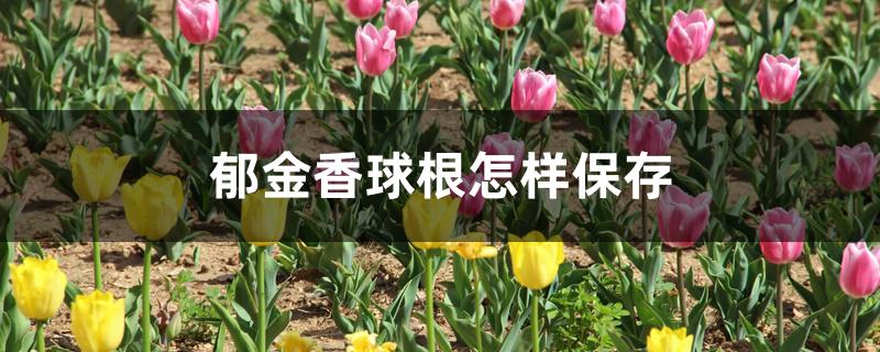郁金香球根怎样保存 郁金香球根怎样保存