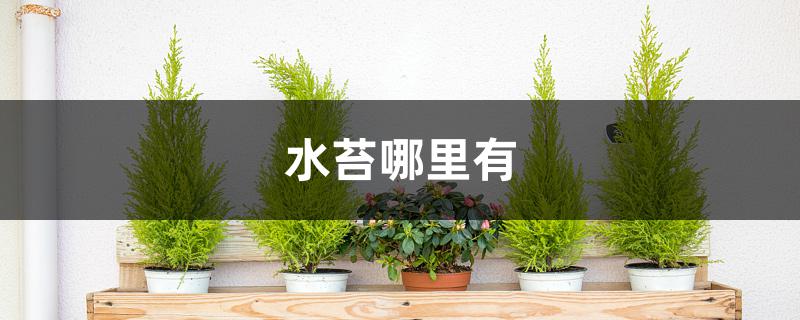 水苔哪里有 水苔哪里有