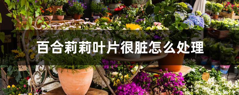 百合莉莉叶片很脏怎么处理 百合莉莉叶片很脏怎么处理