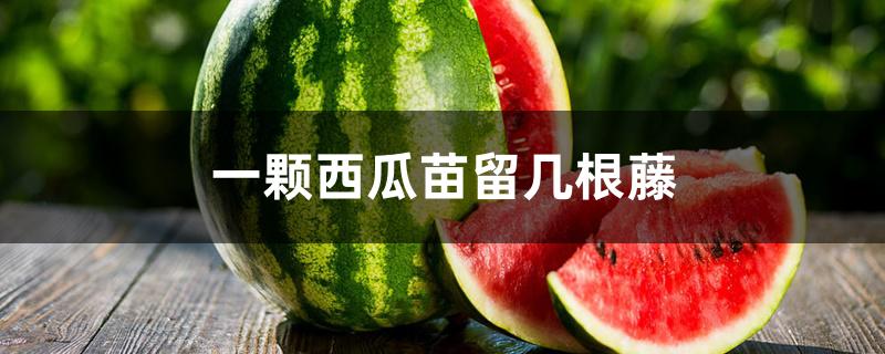 一颗西瓜苗留几根藤 一颗西瓜苗留几根藤