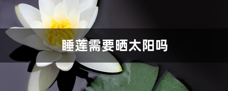 睡莲需要晒太阳吗 睡莲需要晒太阳吗