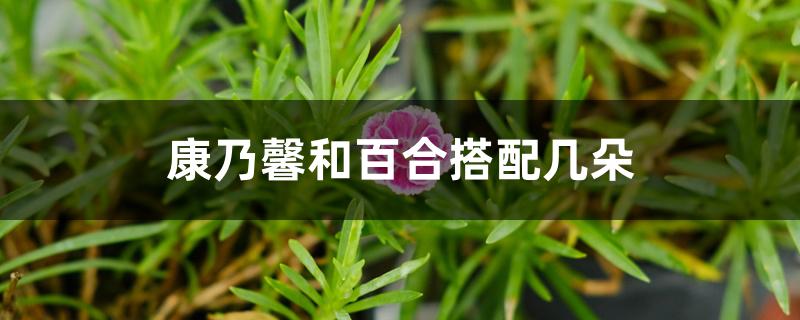 康乃馨和百合搭配几朵 康乃馨和百合搭配几朵