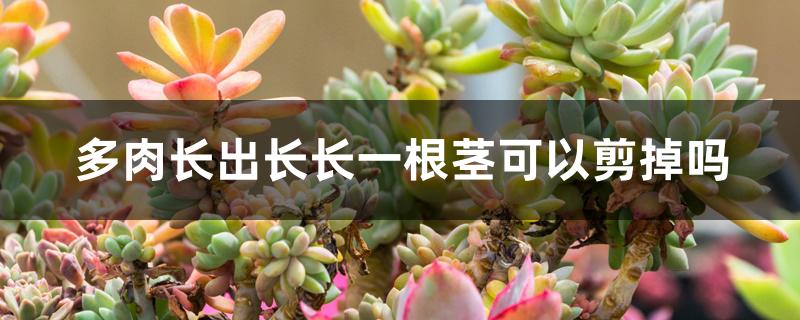 多肉长出长长一根茎可以剪掉吗 多肉长出长长一根茎可以剪掉吗