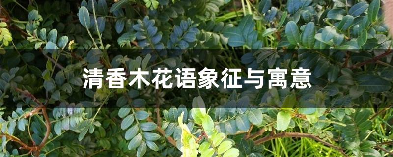 清香木花语象征与寓意 清香木花语象征与寓意