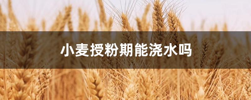 小麦授粉期能浇水吗 小麦授粉期能浇水吗