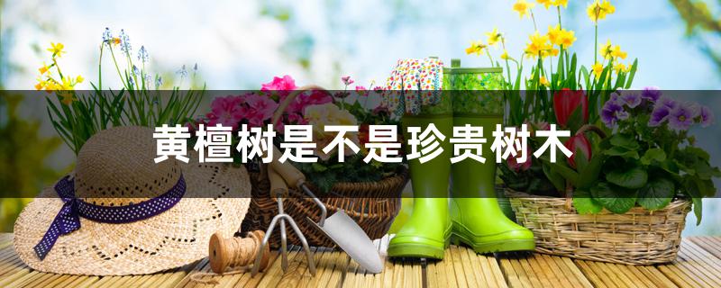 黄檀树是不是珍贵树木 黄檀树是不是珍贵树木