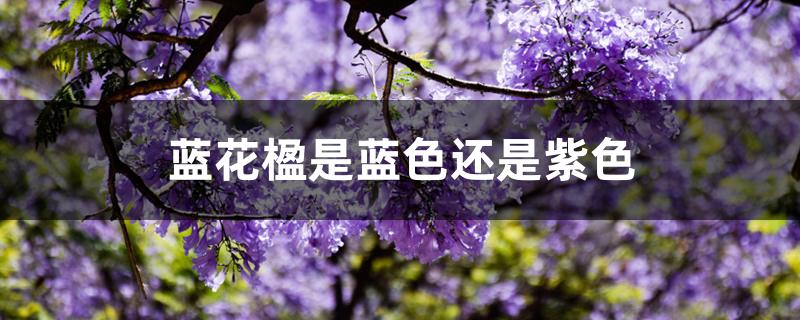 蓝花楹是蓝色还是紫色 蓝花楹是蓝色还是紫色