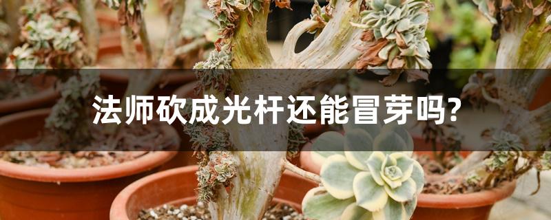 法师砍成光杆还能冒芽吗? 法师砍成光杆还能冒芽吗?