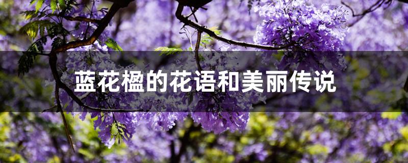 蓝花楹的花语和美丽传说 蓝花楹的花语和美丽传说