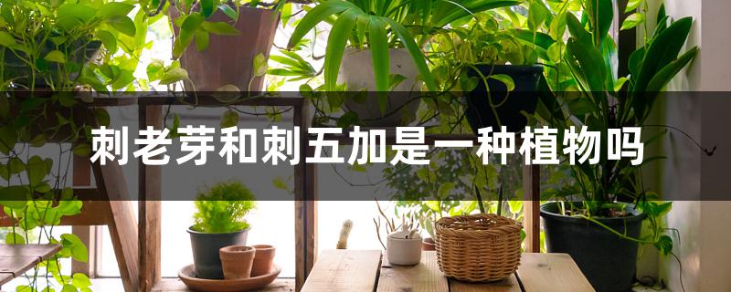 刺老芽和刺五加是一种植物吗 刺老芽和刺五加是一种植物吗
