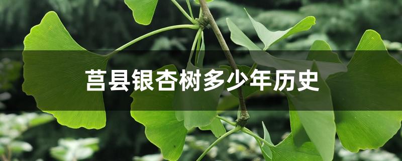 莒县银杏树多少年历史 莒县银杏树多少年历史