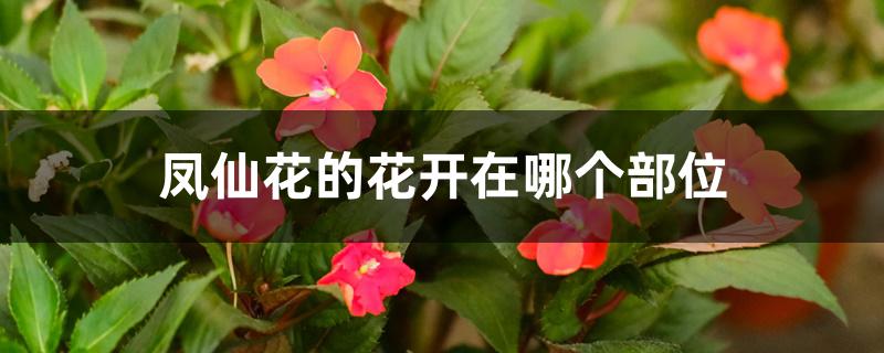 凤仙花的花开在哪个部位 凤仙花的花开在哪个部位