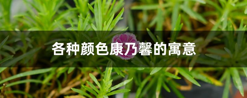 各种颜色康乃馨的寓意 各种颜色康乃馨的寓意