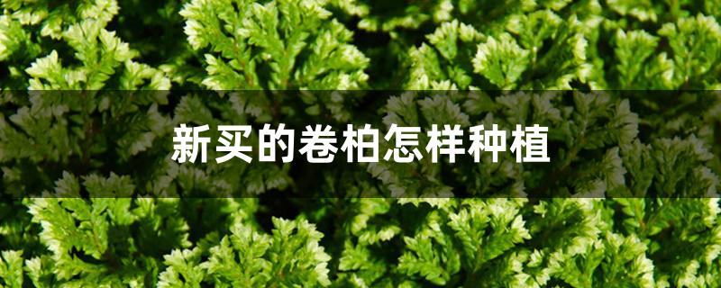 新买的卷柏怎样种植 新买的卷柏怎样种植