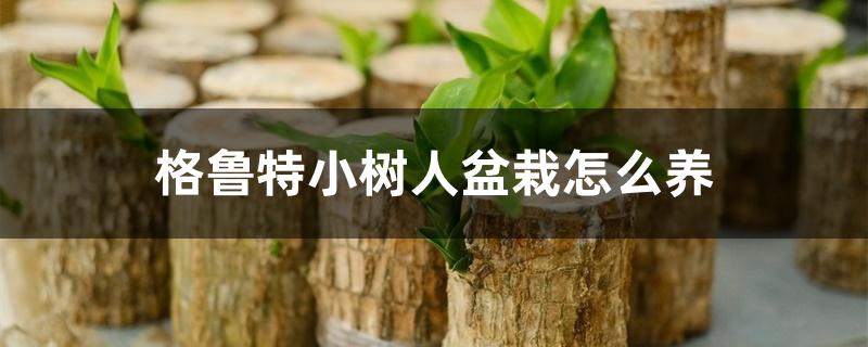 格鲁特小树人盆栽怎么养 格鲁特小树人盆栽怎么养