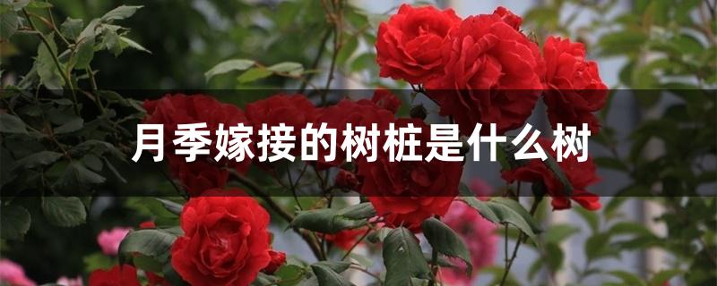 月季嫁接的树桩是什么树 月季嫁接的树桩是什么树