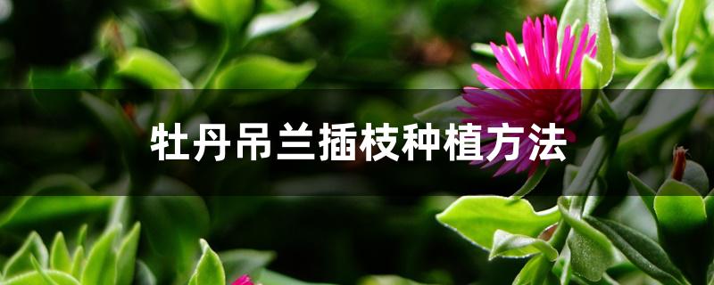 牡丹吊兰插枝种植方法 牡丹吊兰插枝种植方法