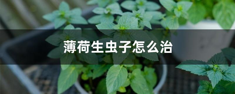 薄荷生虫子怎么治 薄荷生虫子怎么治