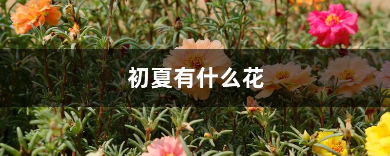 初夏有什么花 初夏有什么花