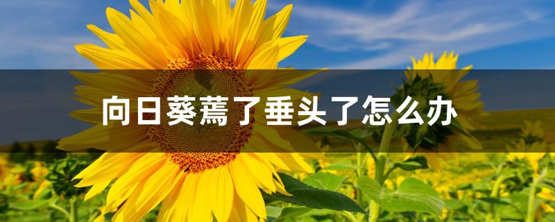 向日葵蔫了垂头了怎么办 向日葵蔫了垂头了怎么办