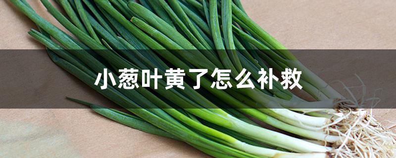 小葱叶黄了怎么补救 小葱叶黄了怎么补救