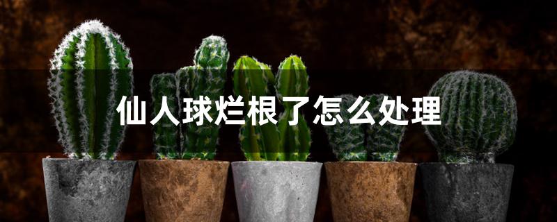 仙人球烂根了怎么处理 仙人球烂根了怎么处理
