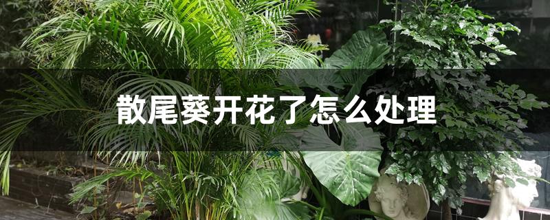 散尾葵开花了怎么处理 散尾葵开花了怎么处理