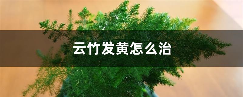 云竹发黄怎么治 云竹发黄怎么治