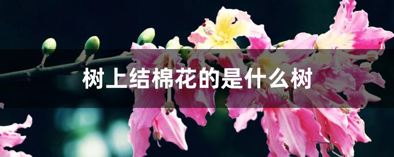 树上结棉花的是什么树 树上结棉花的是什么树
