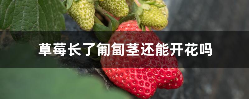 草莓长了匍匐茎还能开花吗 草莓长了匍匐茎还能开花吗