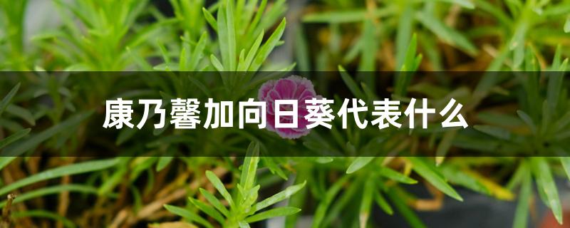 康乃馨加向日葵代表什么 康乃馨加向日葵代表什么