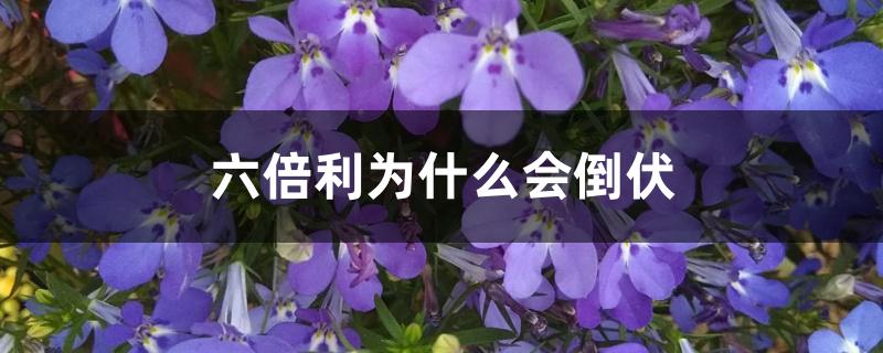 六倍利为什么会倒伏 六倍利为什么会倒伏